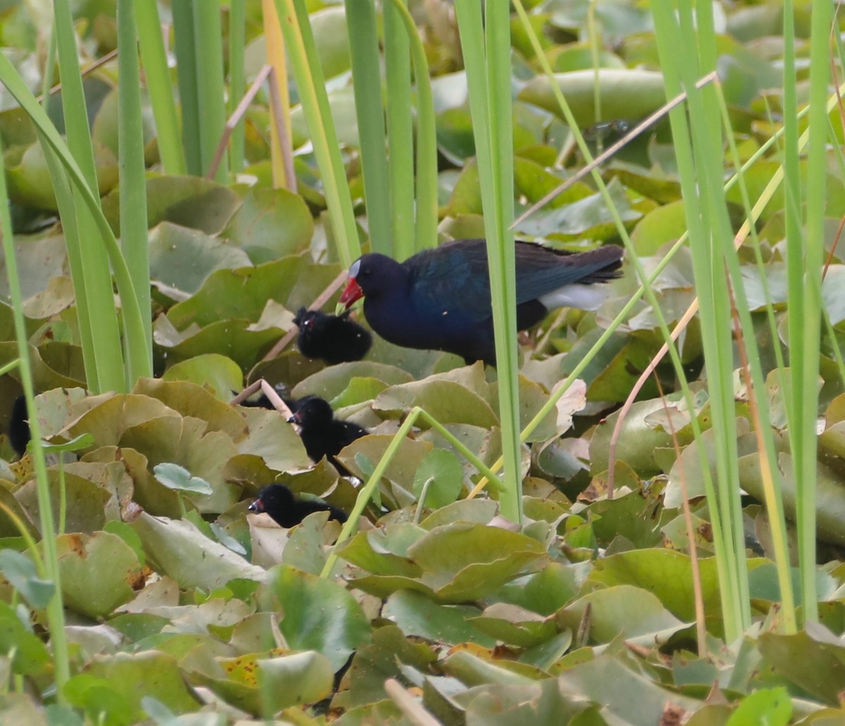 Purple Gallinule - Glenn Blaser