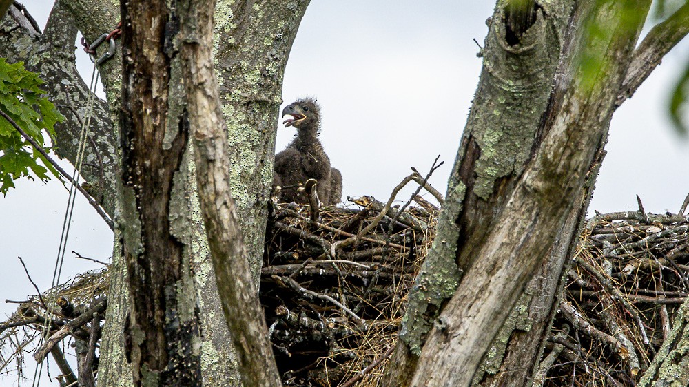 Bald Eagle - Alan Wells