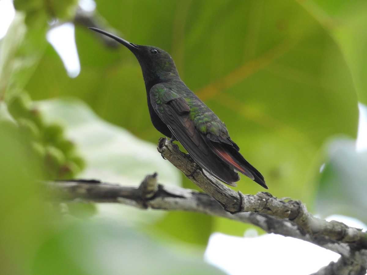 Hispaniolan Mango - robert hirst