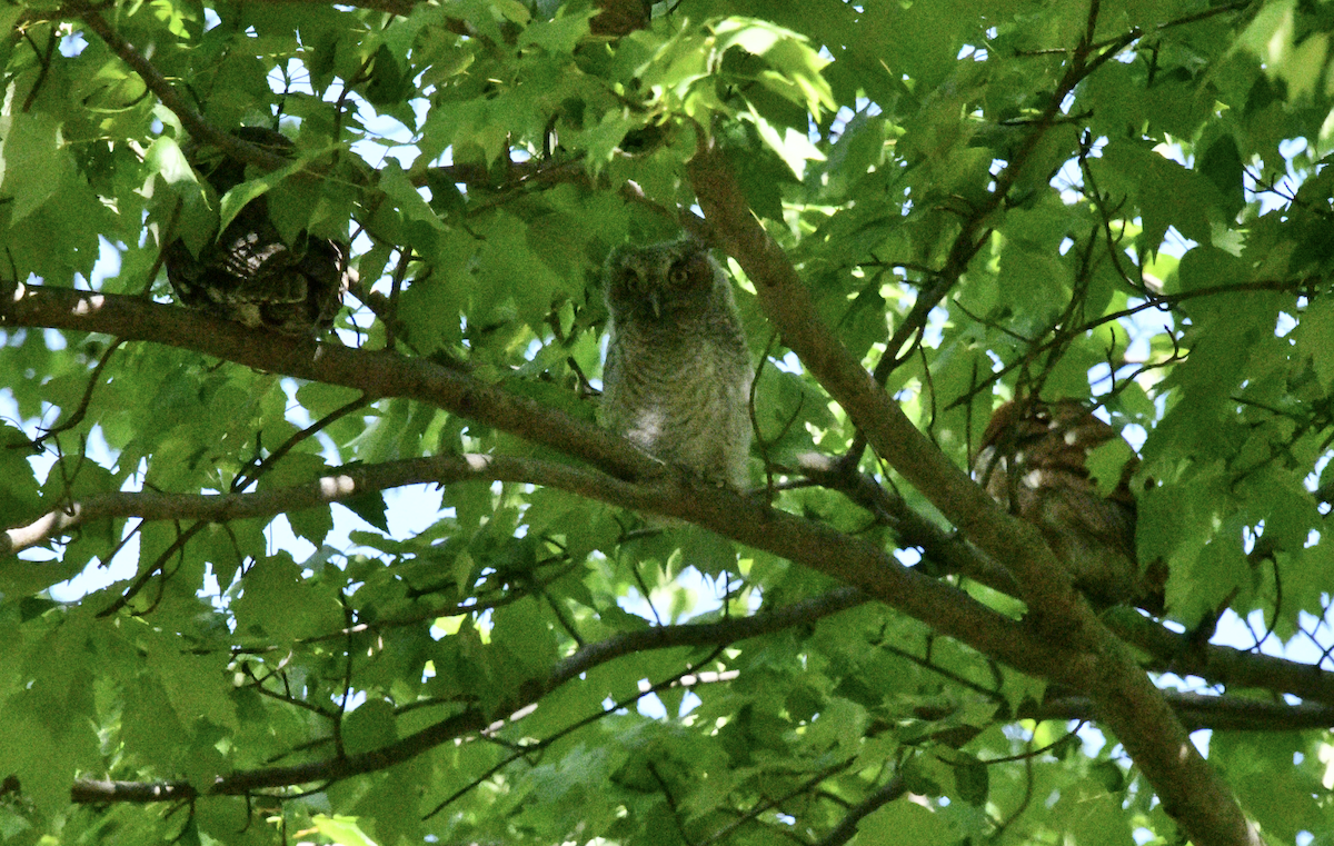 Eastern Screech-Owl - ML619319100