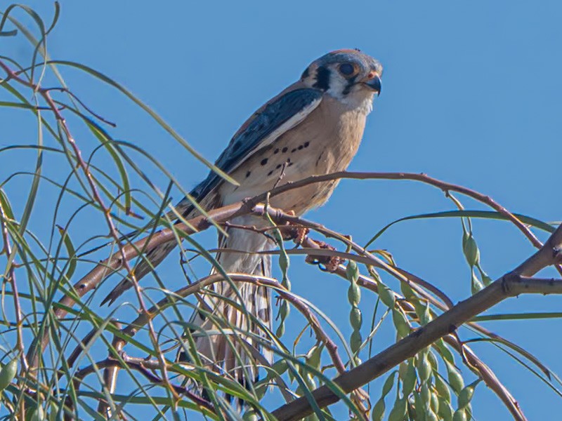 American Kestrel - Kurt Buzard