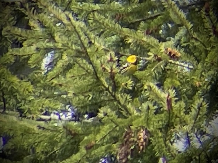Townsend's x Hermit Warbler (hybrid) - ML619319115