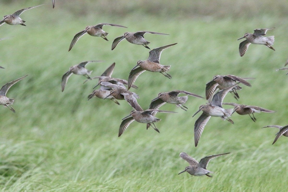 Short-billed/Long-billed Dowitcher - ML619319124