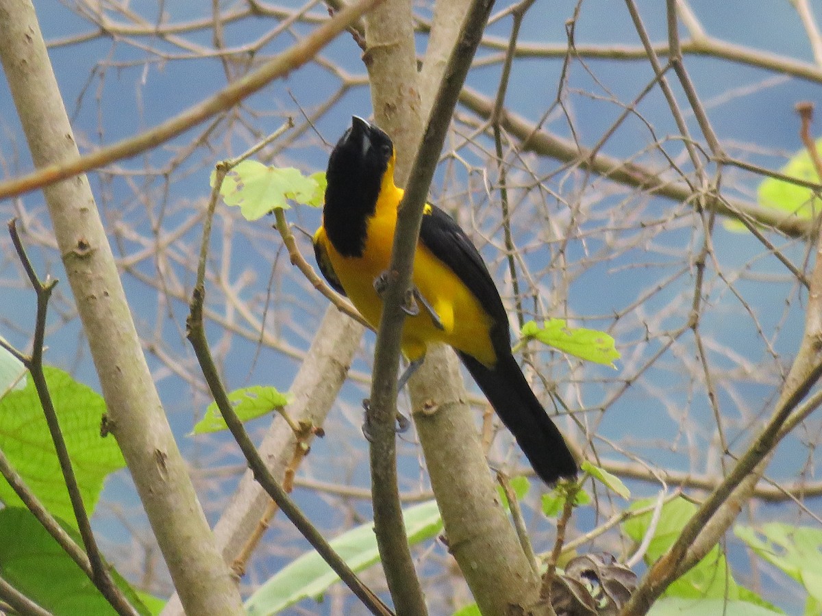 Yellow Oriole - DANIEL HERRERA