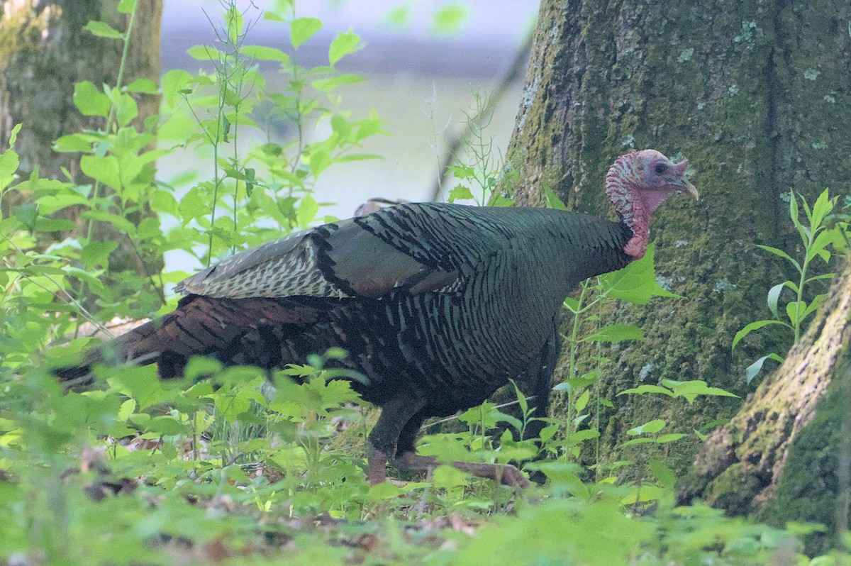 Wild Turkey - Robert Howard