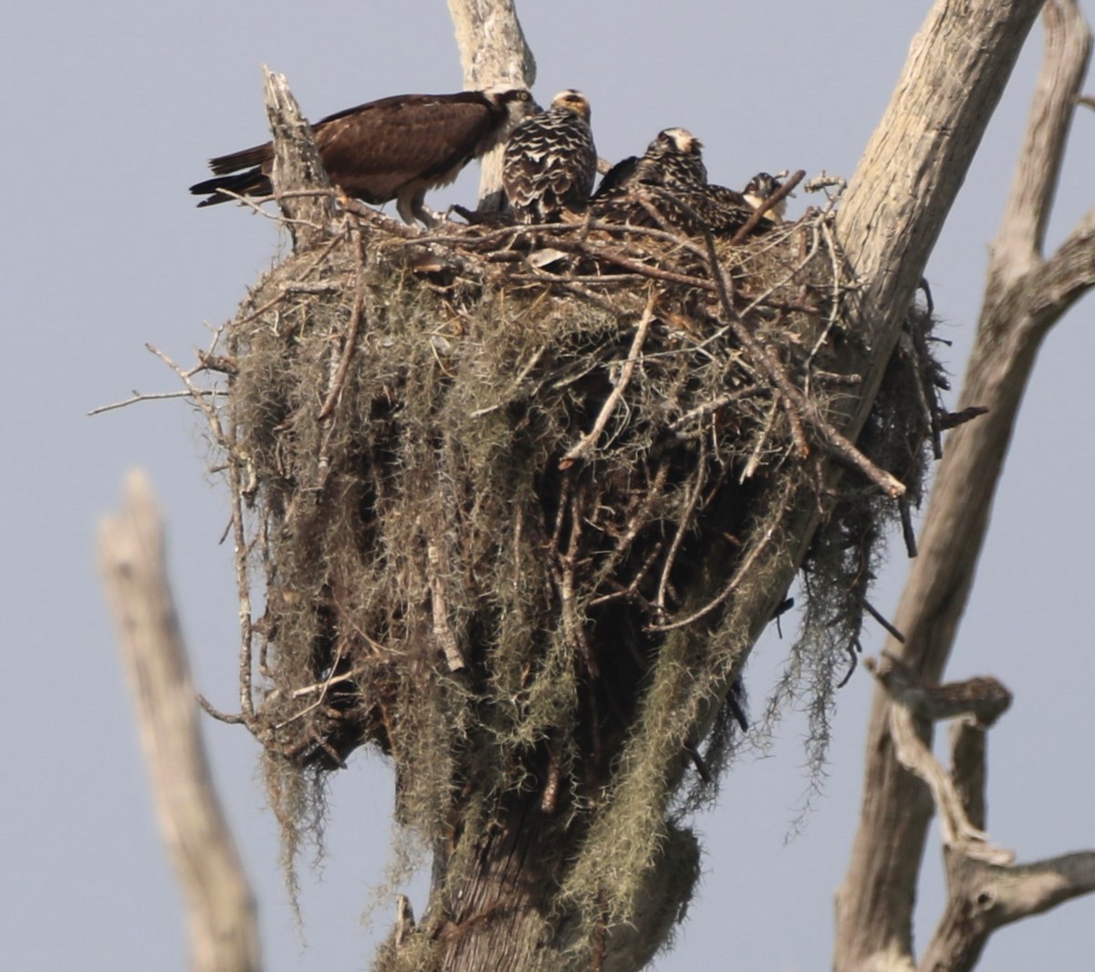 Osprey - Glenn Blaser