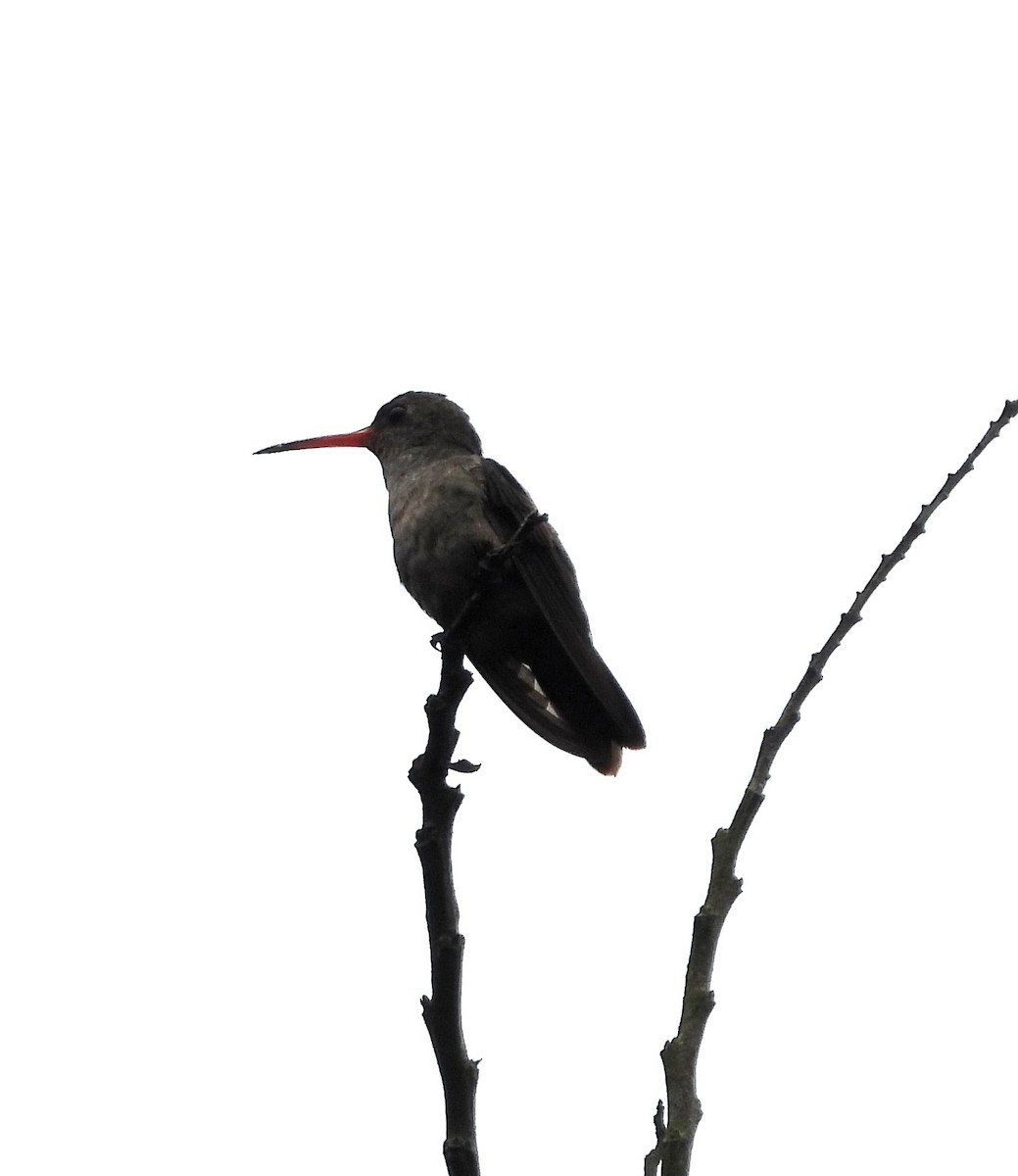 Gilded Hummingbird - Albeiro Erazo Farfán