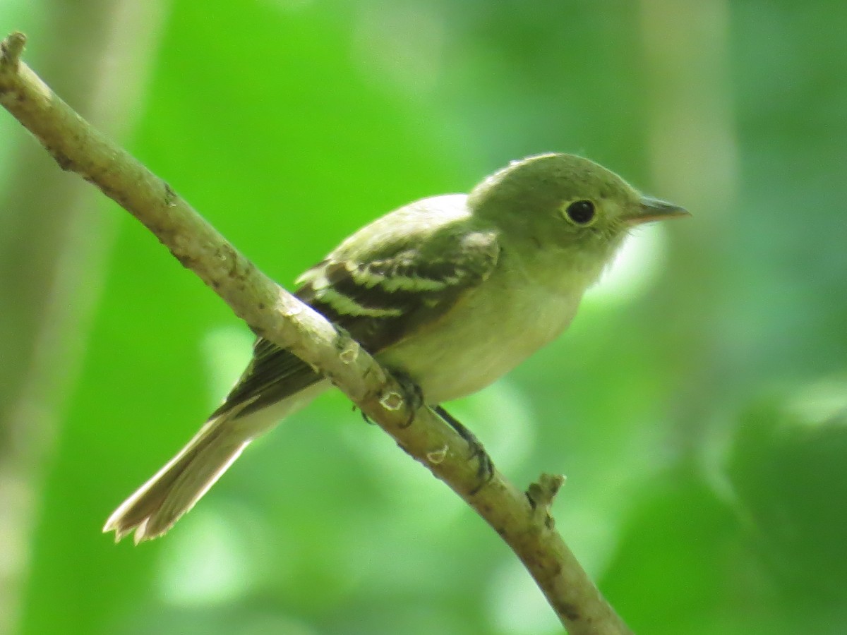 Acadian Flycatcher - ML619319143