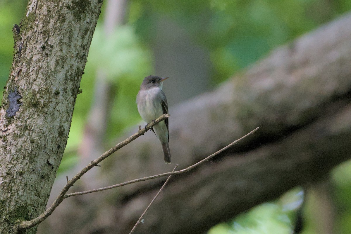 Eastern Wood-Pewee - ML619319155