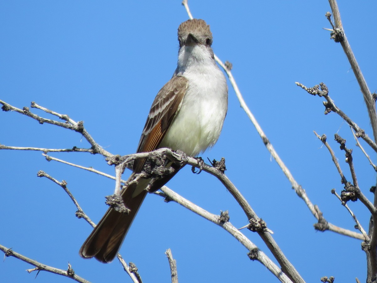 Western Kingbird - Mark Sopko