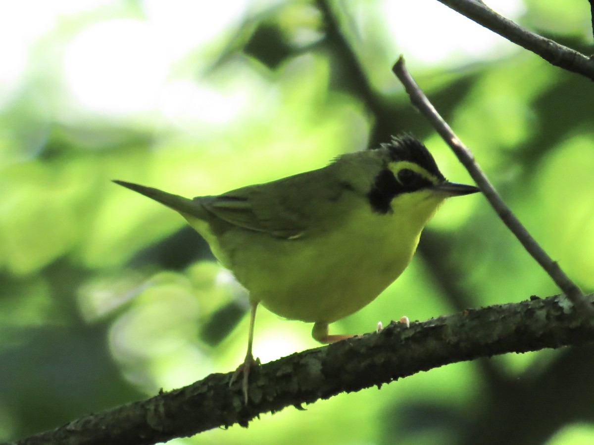 Kentucky Warbler - ML619319173