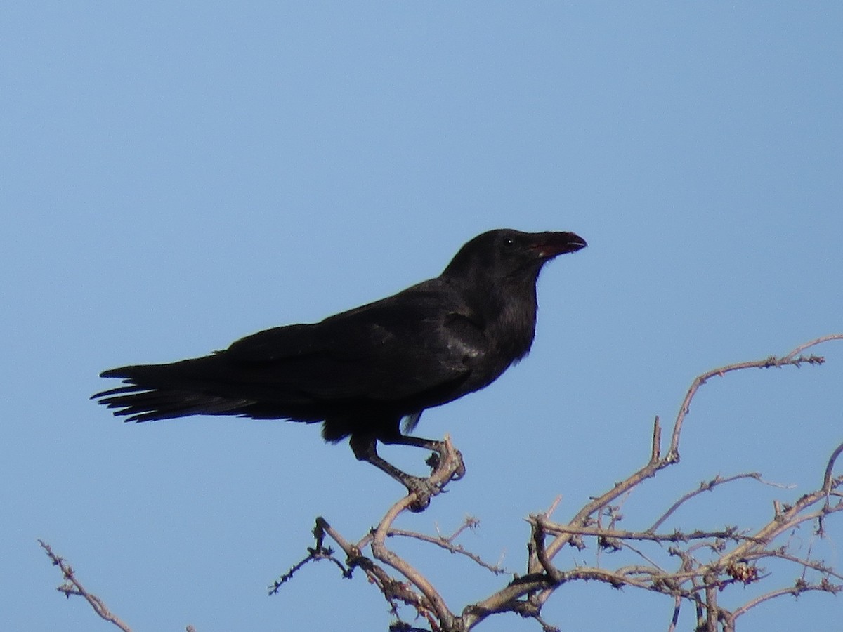 Common Raven - ML619319176