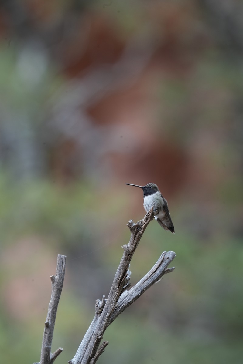 Black-chinned Hummingbird - Christophe Rouleau-Desrochers
