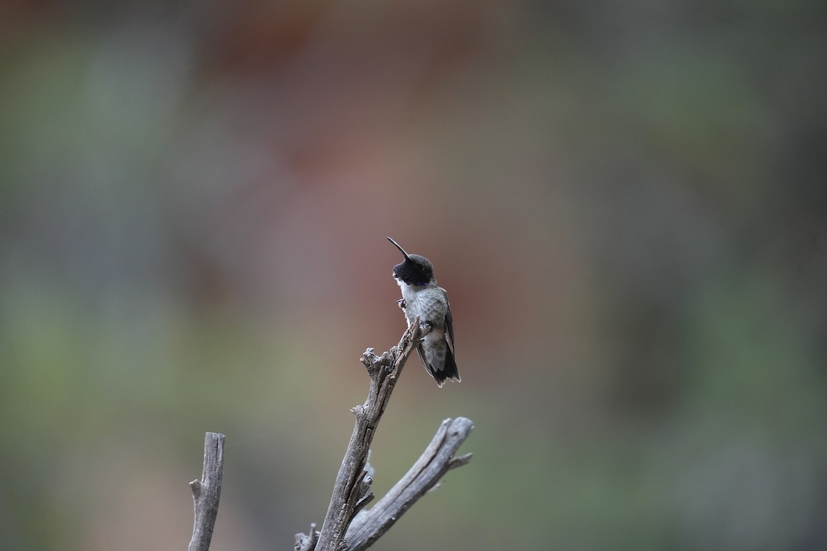 Black-chinned Hummingbird - Christophe Rouleau-Desrochers