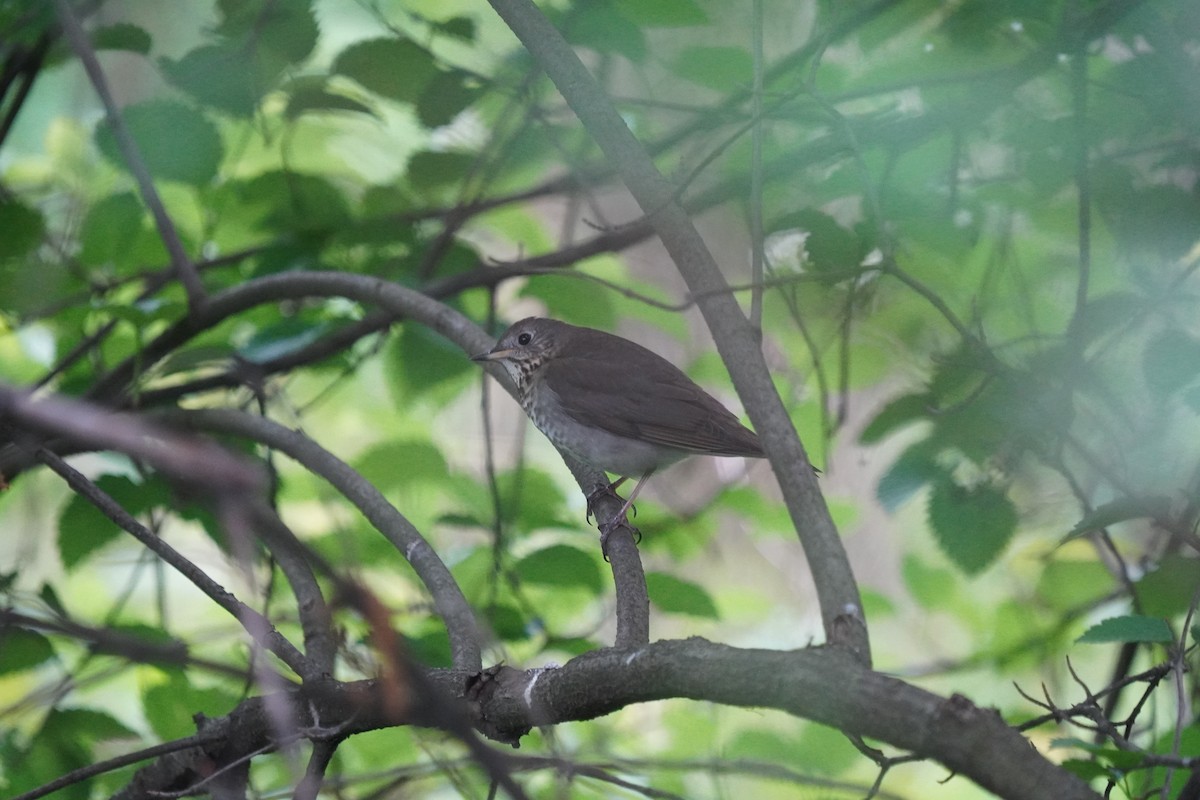 Gray-cheeked Thrush - ML619319214