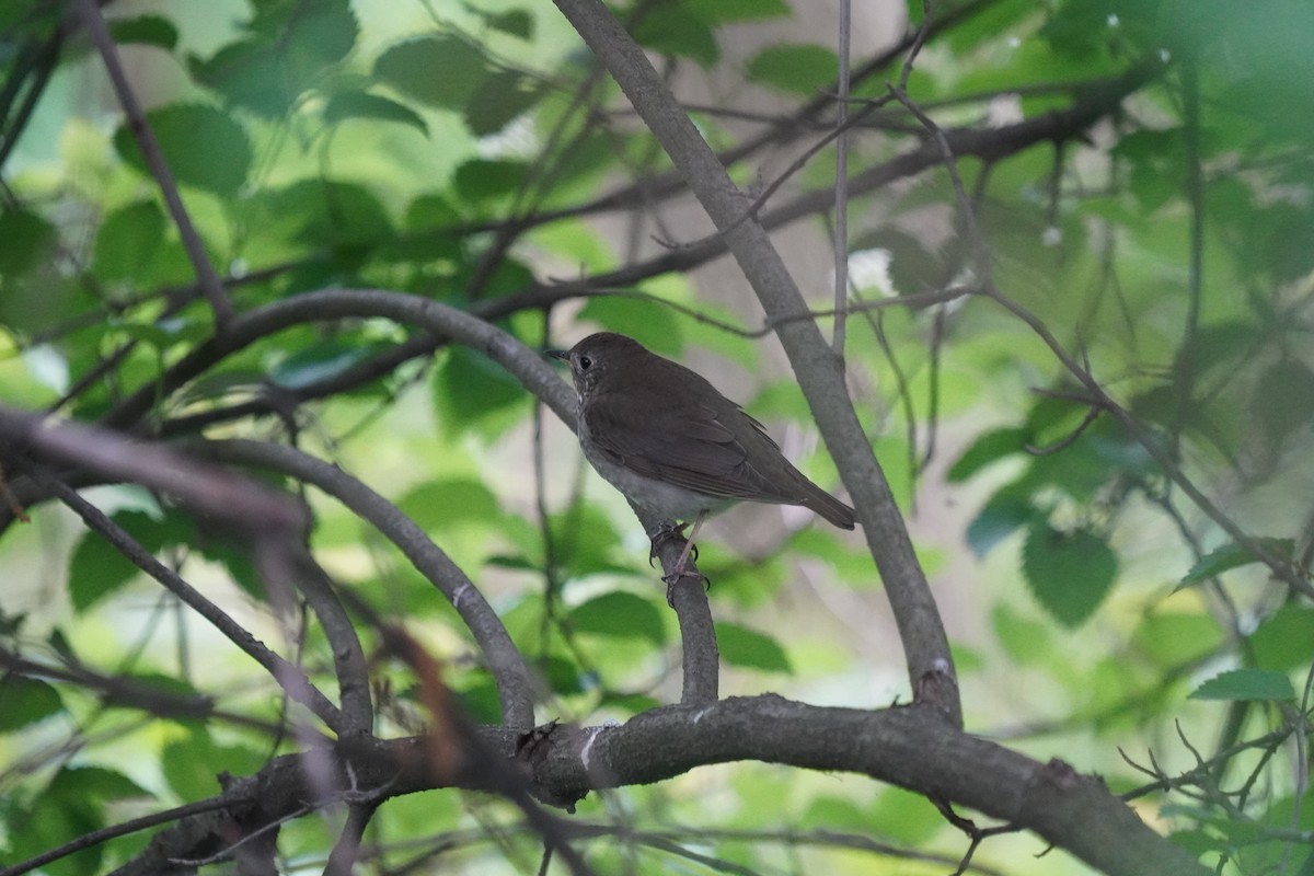 Gray-cheeked Thrush - ML619319215