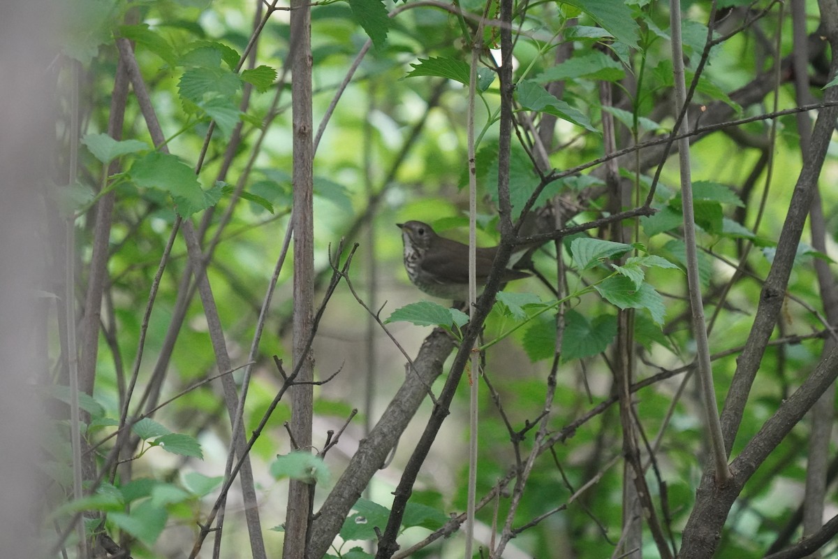 Gray-cheeked Thrush - ML619319217