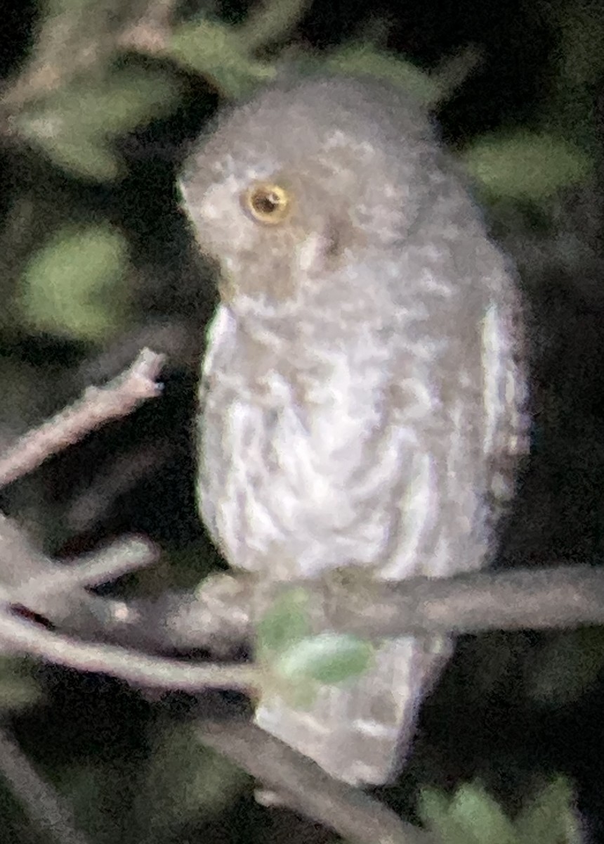 Elf Owl - ML619319220