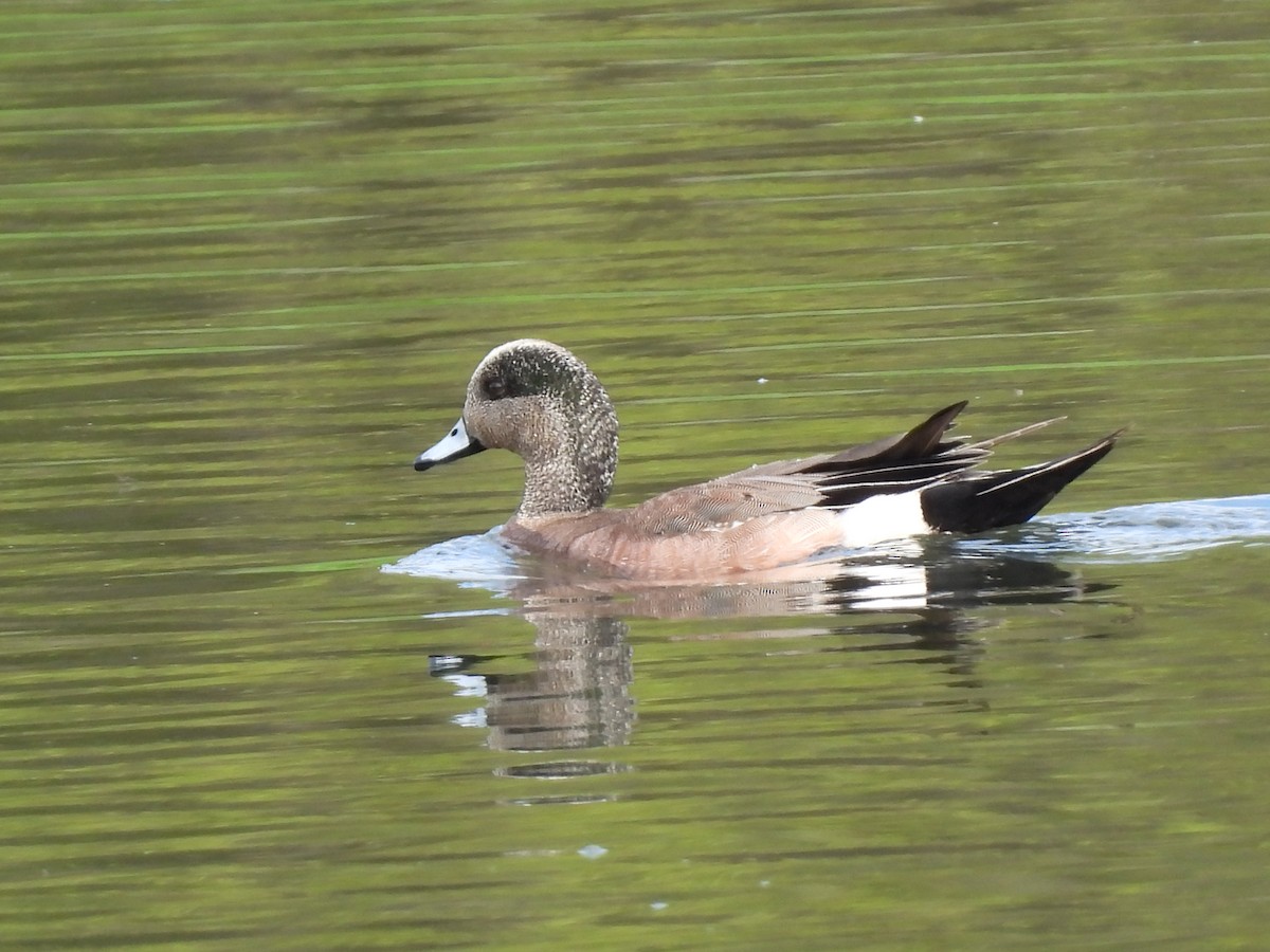 American Wigeon - Rhonda Langelaan