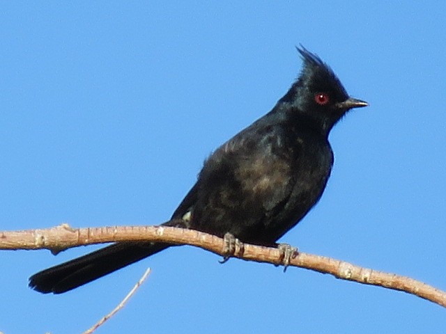 Phainopepla - Mark Sopko