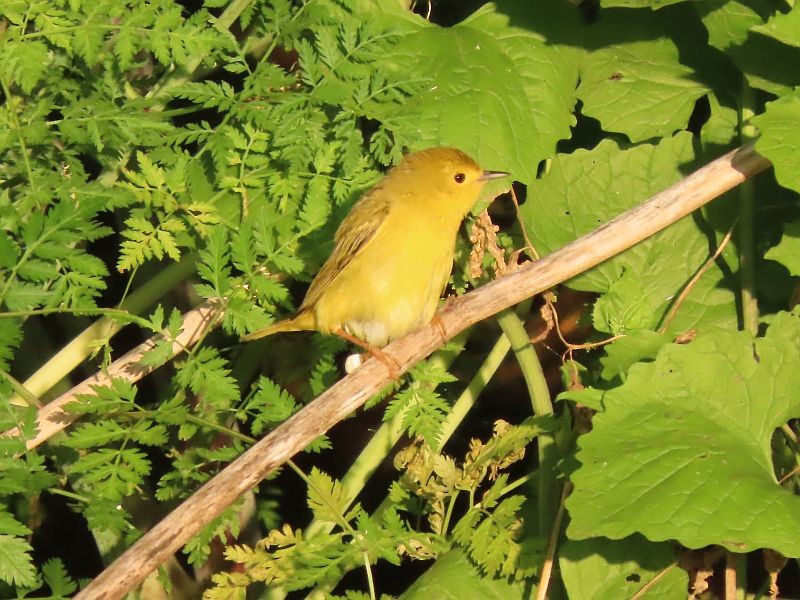Yellow Warbler - Tracy The Birder