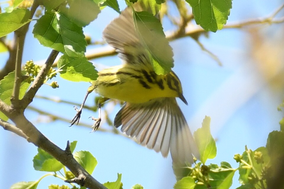 Prairie Warbler - Tom Frankel