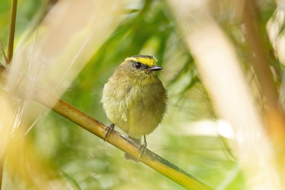Yellow-bellied Chat-Tyrant - Thibaud Aronson