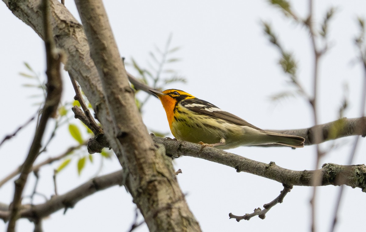 Blackburnian Warbler - ML619319255