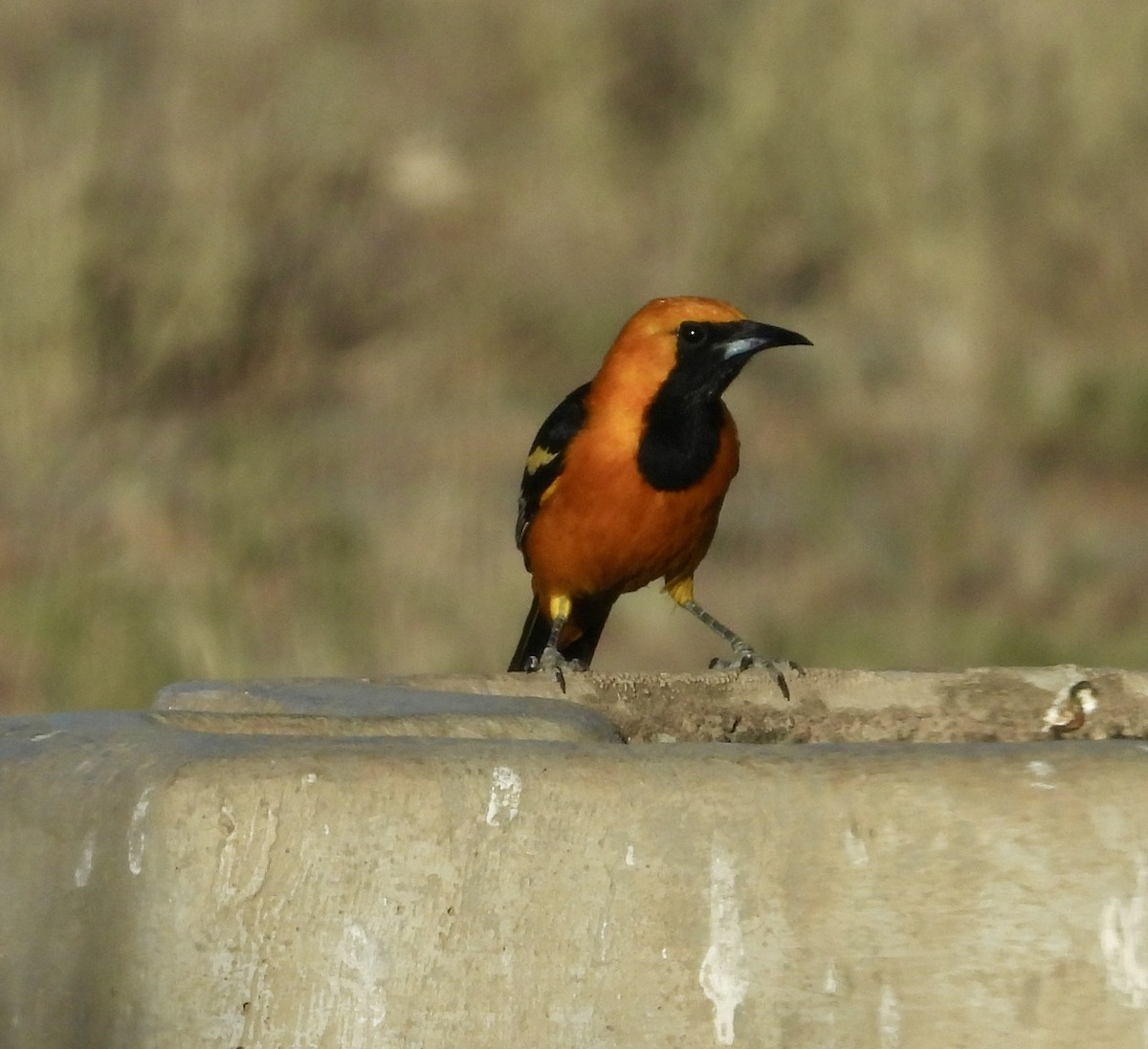 Hooded Oriole - ML619319263