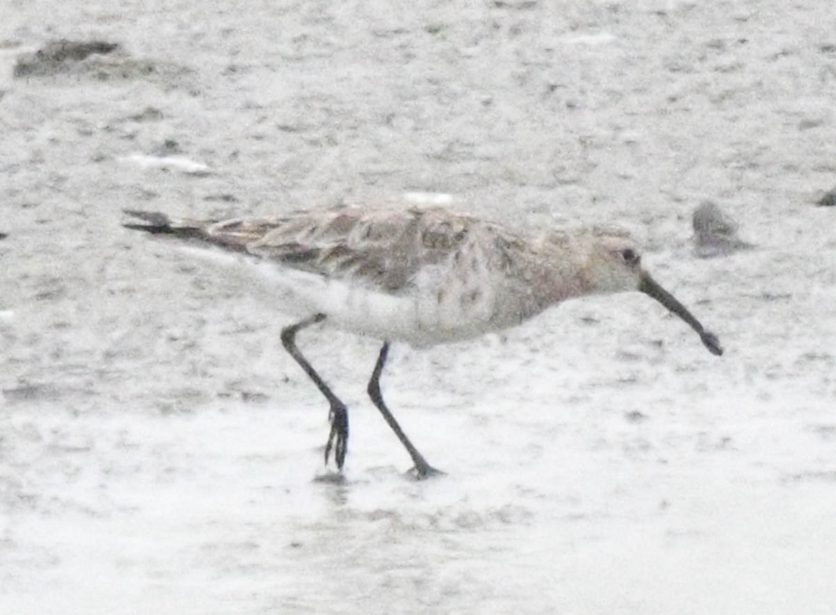 Curlew Sandpiper - Cliff Miller