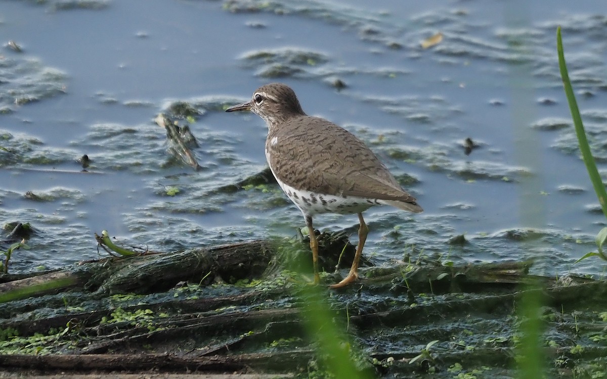 Spotted Sandpiper - Gordon Johnston