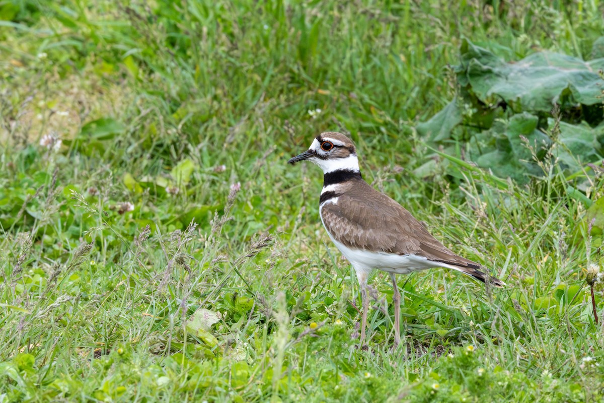 Killdeer - Jon Erickson