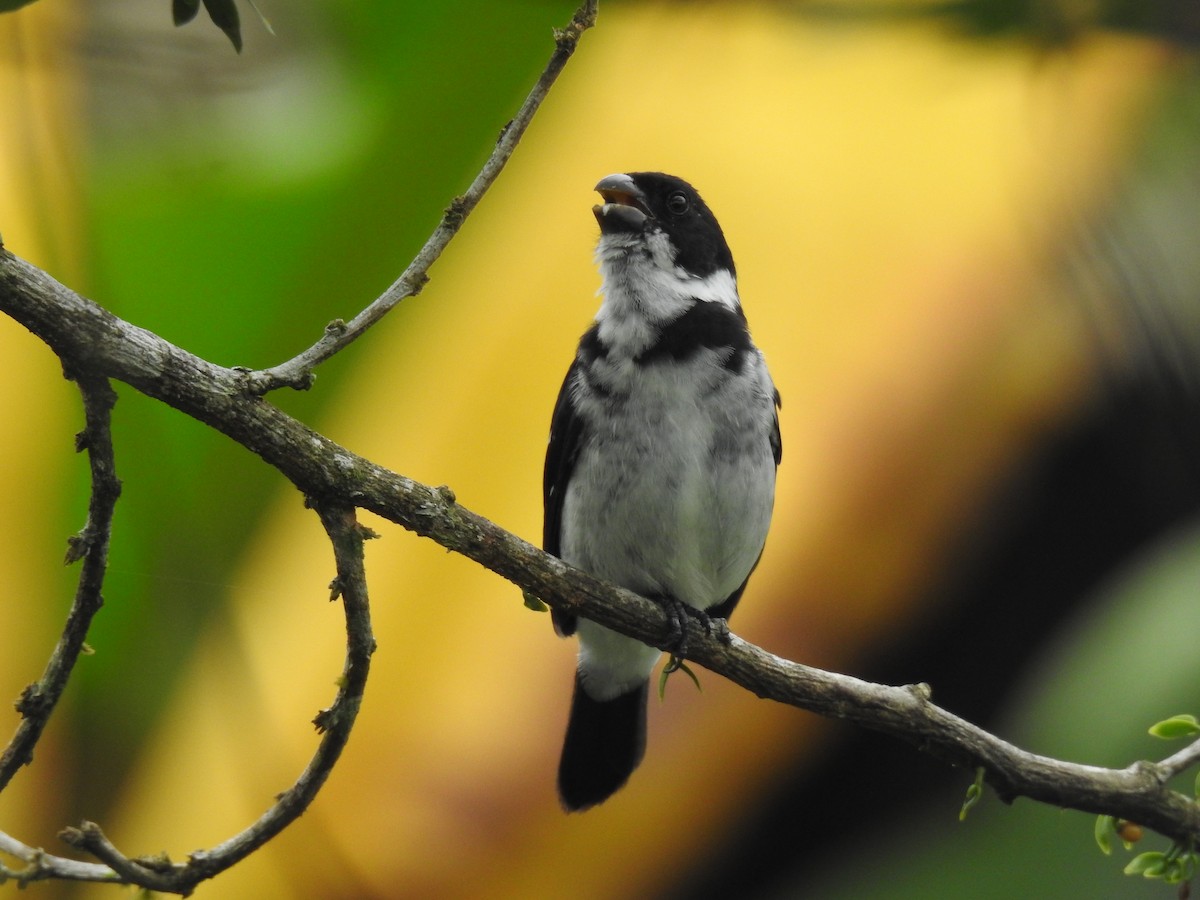 Wing-barred Seedeater - ML619319334