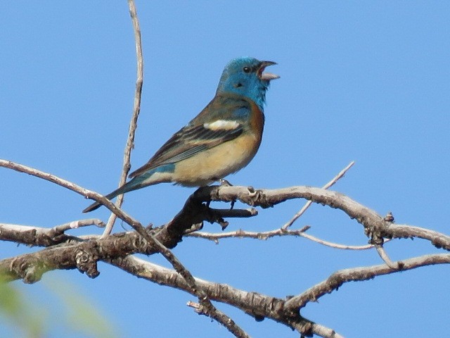 Lazuli Bunting - ML619319338