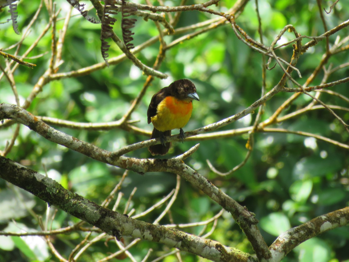 Flame-rumped Tanager - DANIEL HERRERA