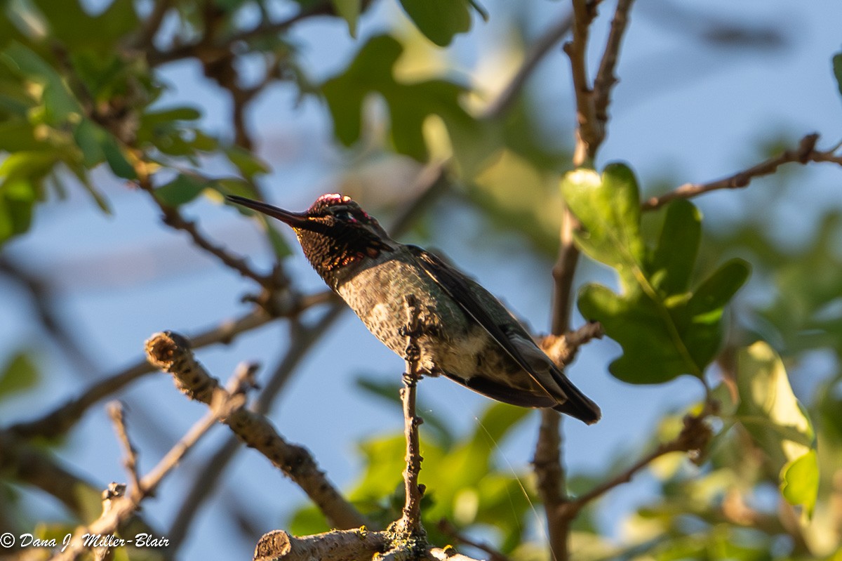 Anna's Hummingbird - Dana Miller-Blair