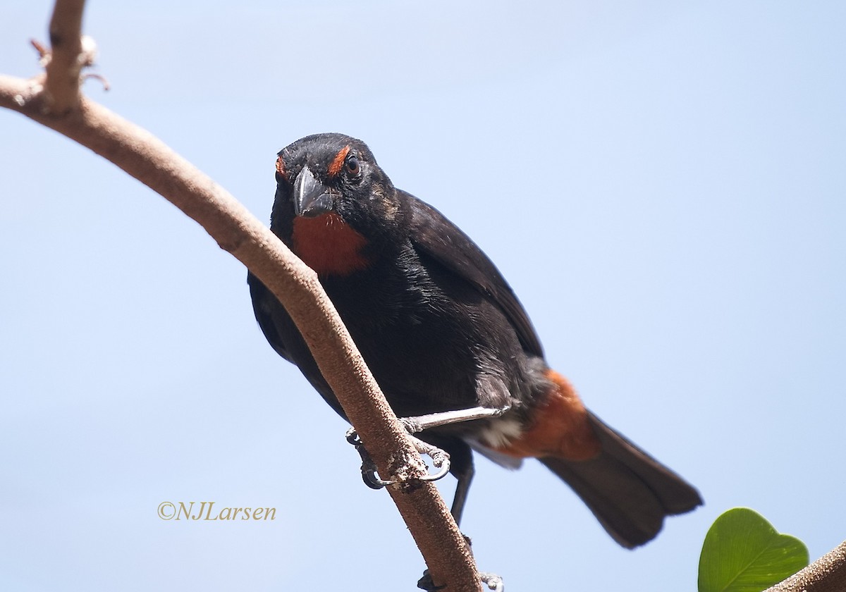 Lesser Antillean Bullfinch - ML619319367