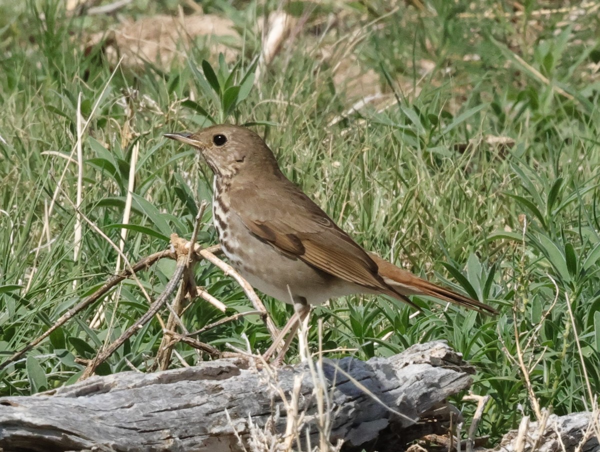 Hermit Thrush - Chris Gilbert