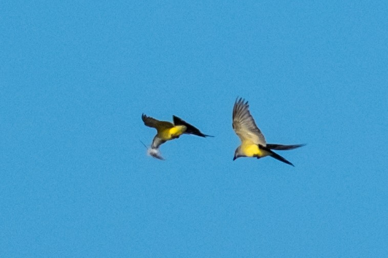 Western Kingbird - ML619319369