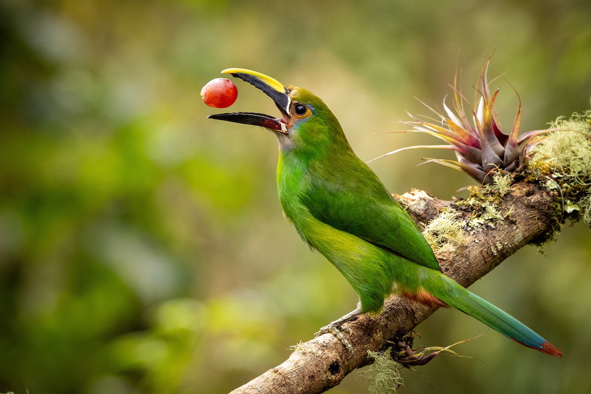 Southern Emerald-Toucanet - Michael Cook