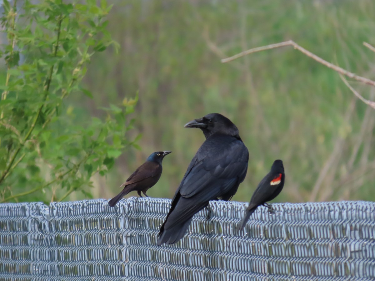 American Crow - Rhonda Langelaan