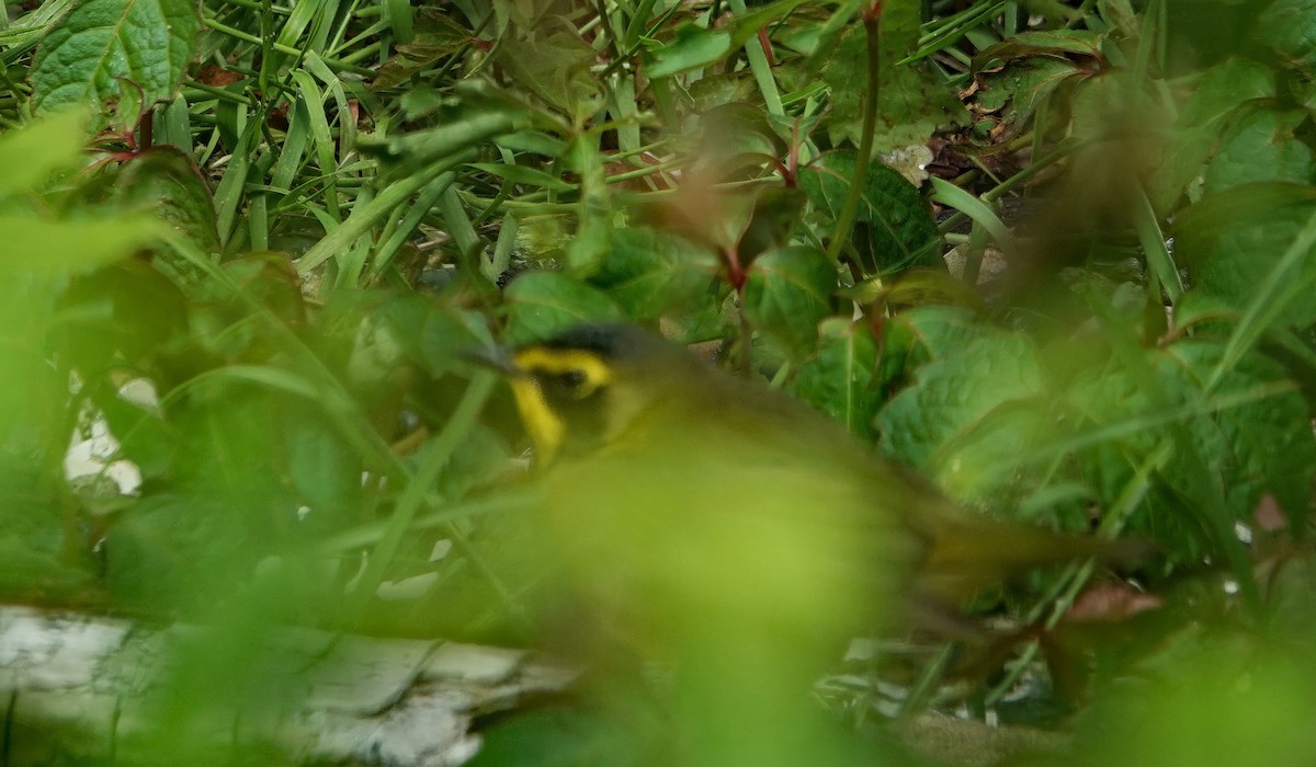 Kentucky Warbler - Linda  LaBella