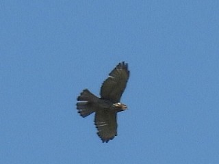 Red-tailed Hawk - ML619319413