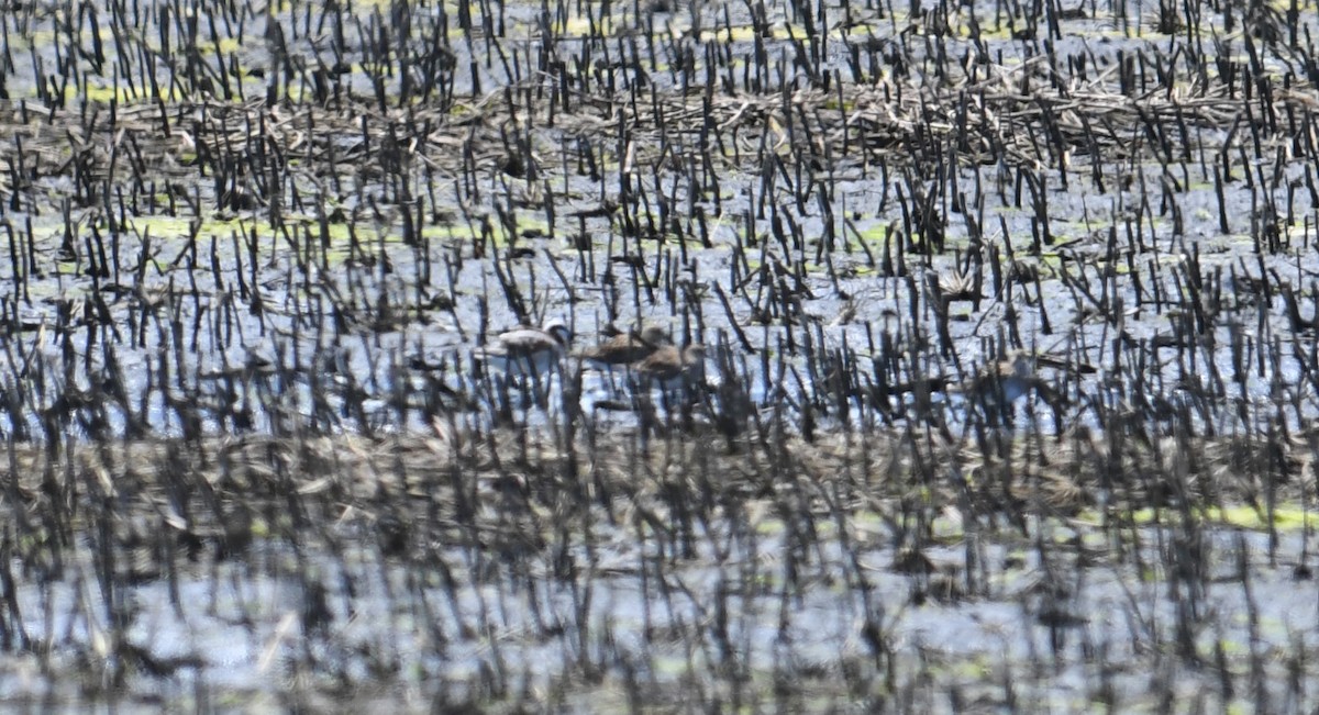 Wilson's Phalarope - ML619319424