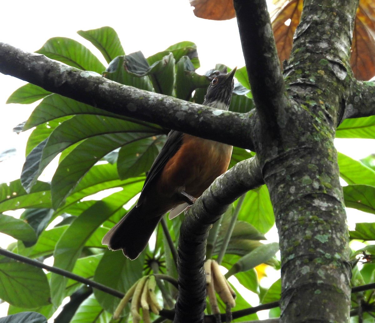 Rufous-bellied Thrush - Albeiro Erazo Farfán