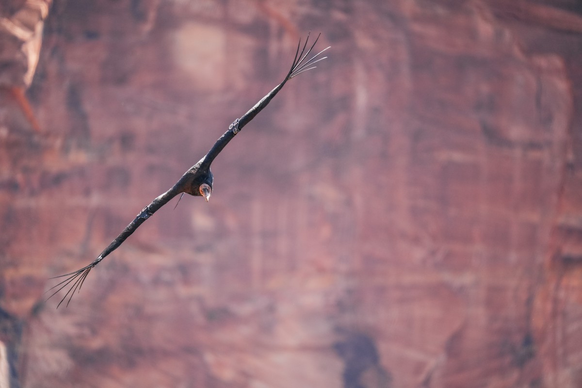 White-throated Swift - Christophe Rouleau-Desrochers