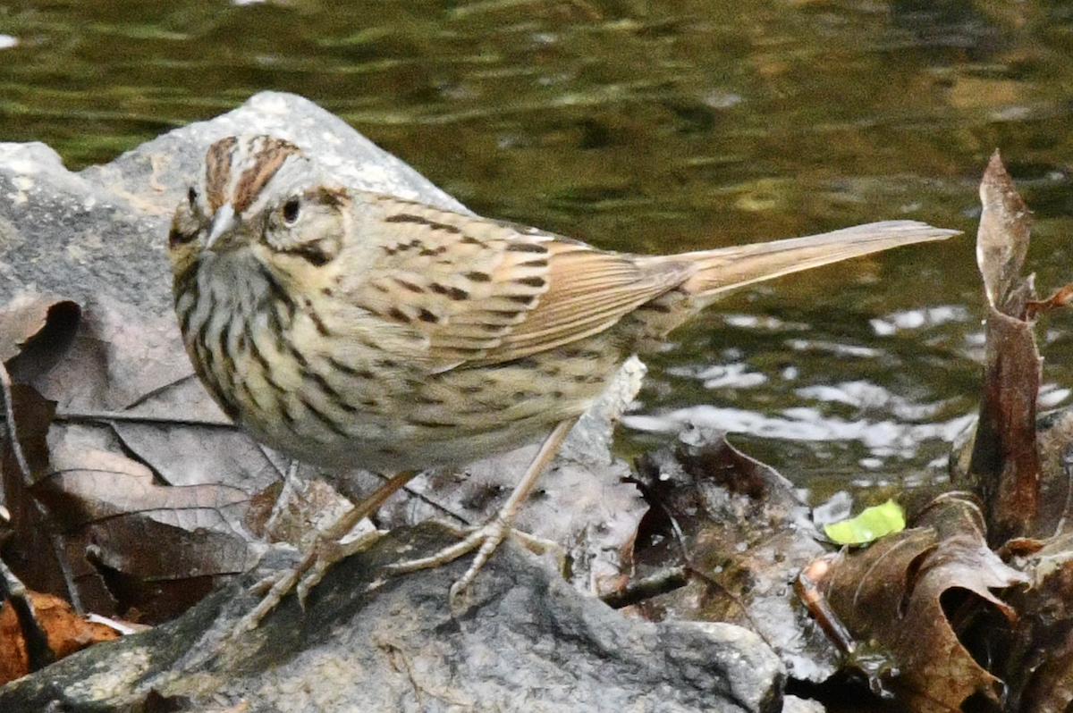Lincoln's Sparrow - Cliff Miller