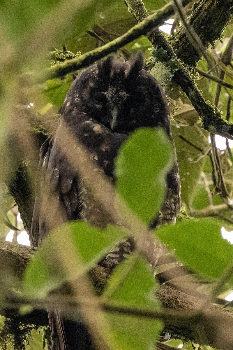 Stygian Owl - Michael Cook