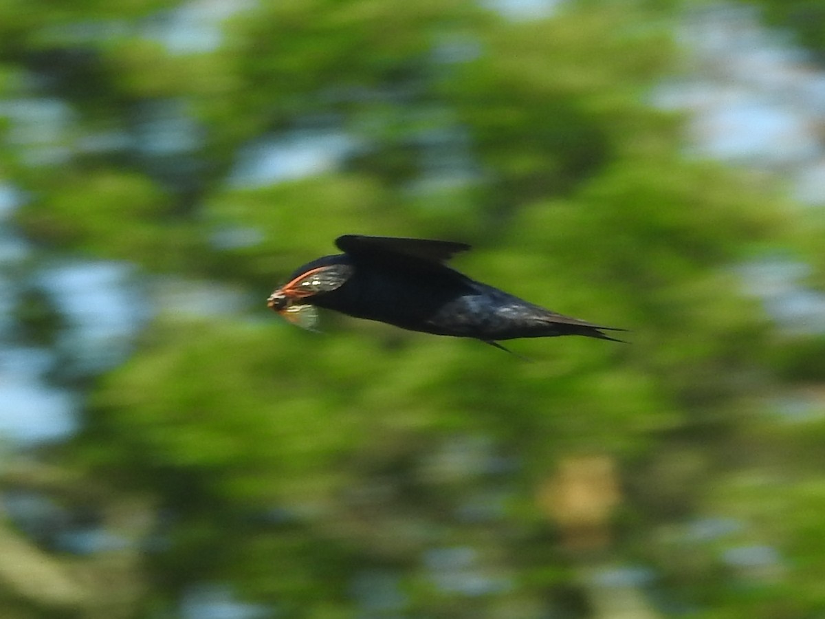 Purple Martin - Jeffrey Gammon