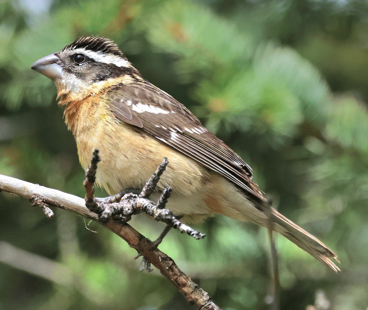 Black-headed Grosbeak - Susan Hovde